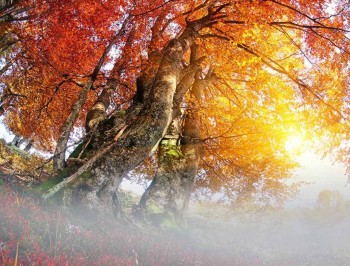 Украина Осень Закарпатье Деревья Туман Природа фото